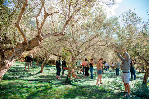 Behind the Bottle: An Exclusive Greek Olive Oil Tasting & harvest Experience- Downtown Market